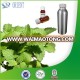 HOT SALE Nepeta oil